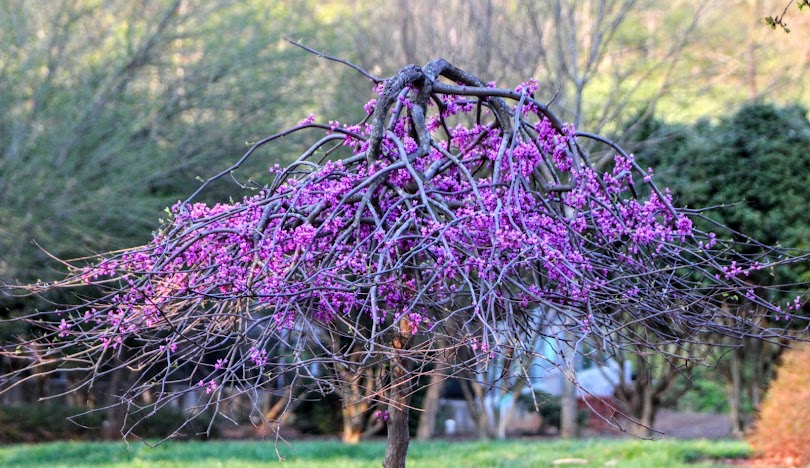 Clemmons image